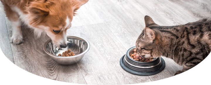 There is a cat and a dog eating